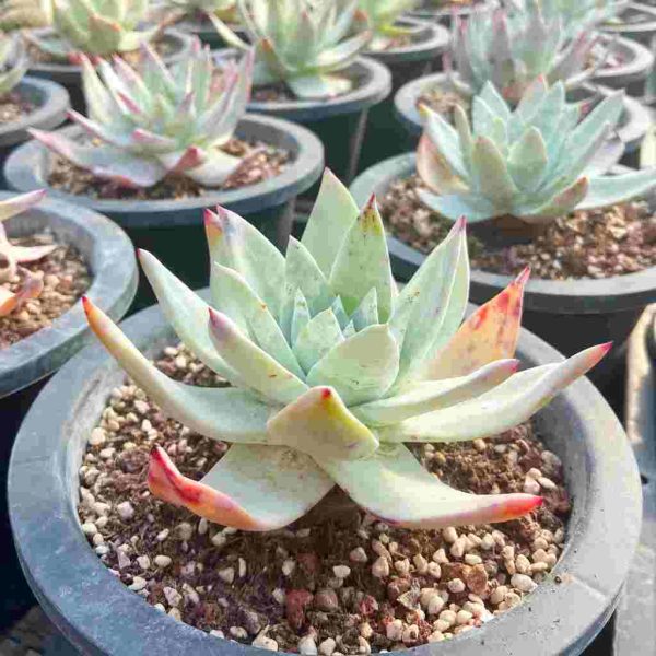 Dudleya pulverulenta - Image 4