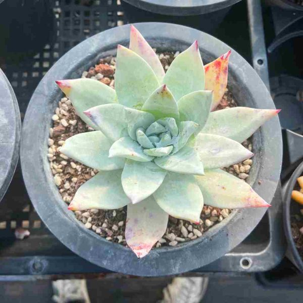 Dudleya pulverulenta - Image 3