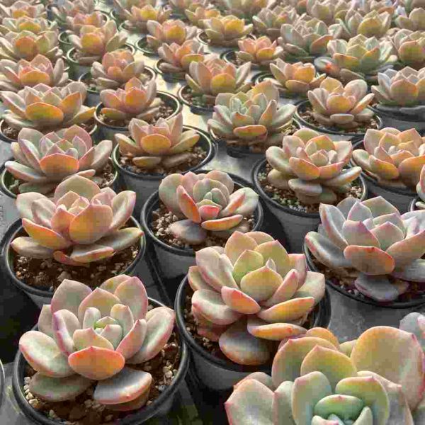 Echeveria White Tea - Image 4