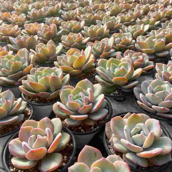 Echeveria White Tea - Image 5