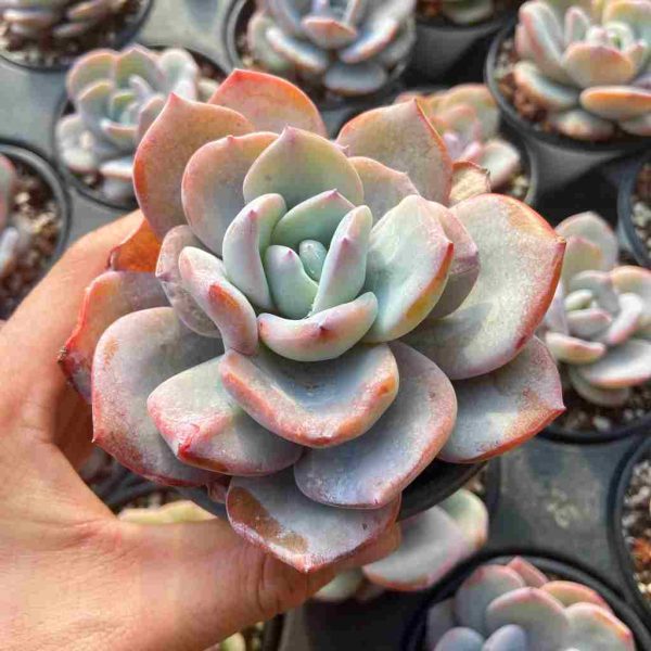 Echeveria White Tea - Image 3