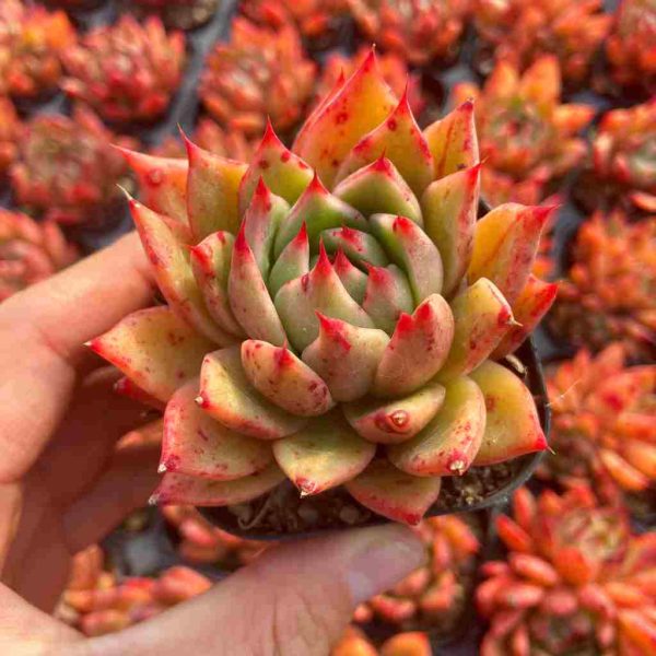 Echeveria sp - Image 3