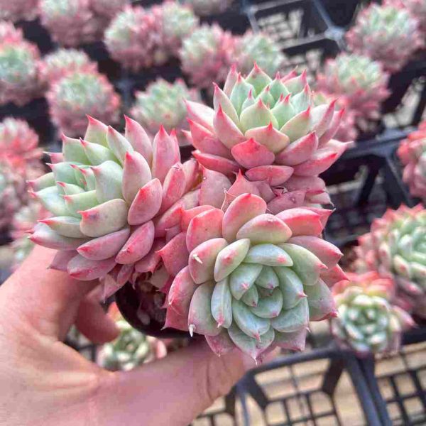 Echeveria Blue Bird Champagne - Image 3