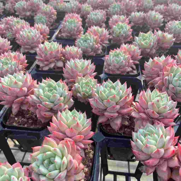 Echeveria Blue Bird Champagne - Image 4