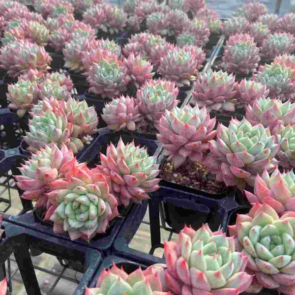 Echeveria Blue Bird Champagne - Image 5