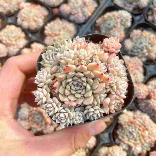 Echeveria Maggie - Image 3