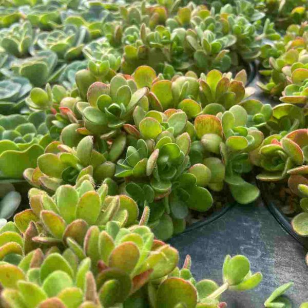 Aeonium saundersii - Image 4