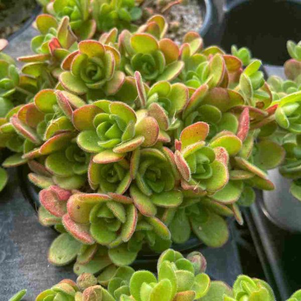 Aeonium saundersii - Image 6