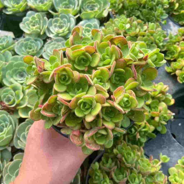 Aeonium saundersii - Image 3