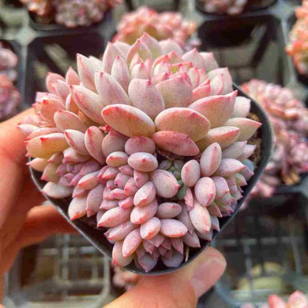 Echeveria Xiaohongxue - Image 3