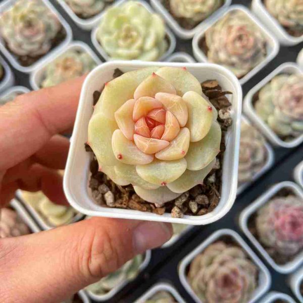 Echeveria Caramel Mado - Image 6