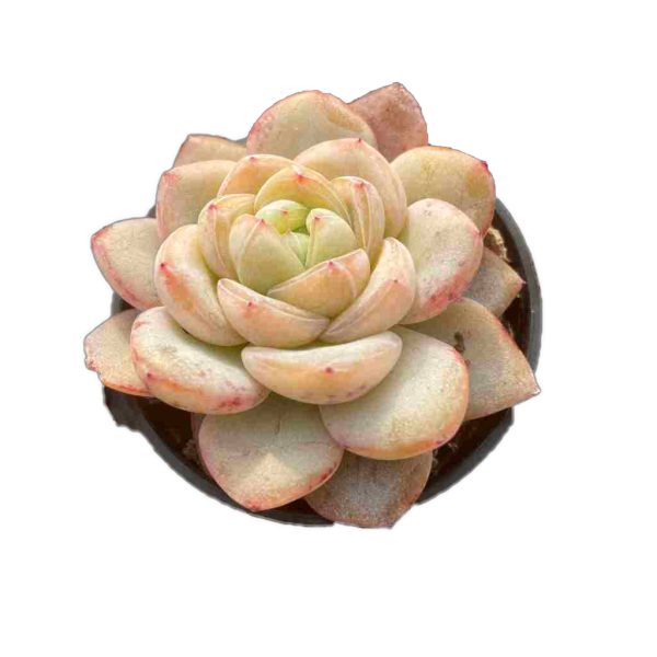 Echeveria Star Jenny