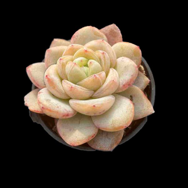 Echeveria Star Jenny - Image 2