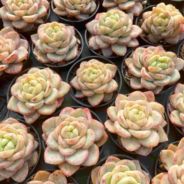 Echeveria Star Jenny - Image 5