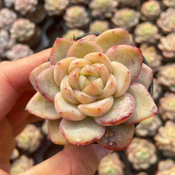 Echeveria Star Jenny - Image 3