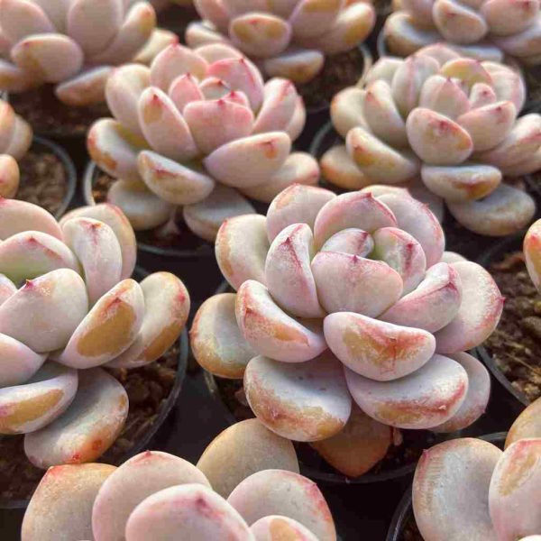 Echeveria Star Snow - Image 3