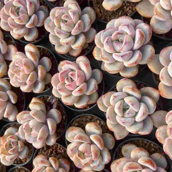 Echeveria Star Snow - Image 5