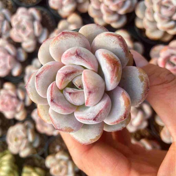 Echeveria Star Snow - Image 6