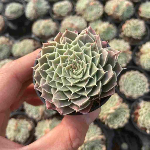 Echeveria Sky Rose - Image 3