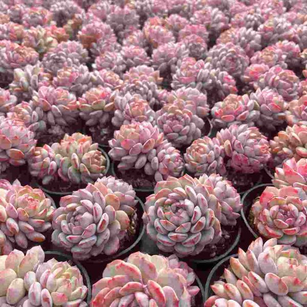 Echeveria Red Snow - Image 4