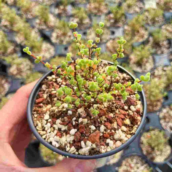 Drosanthemum Ramulosum - Image 3