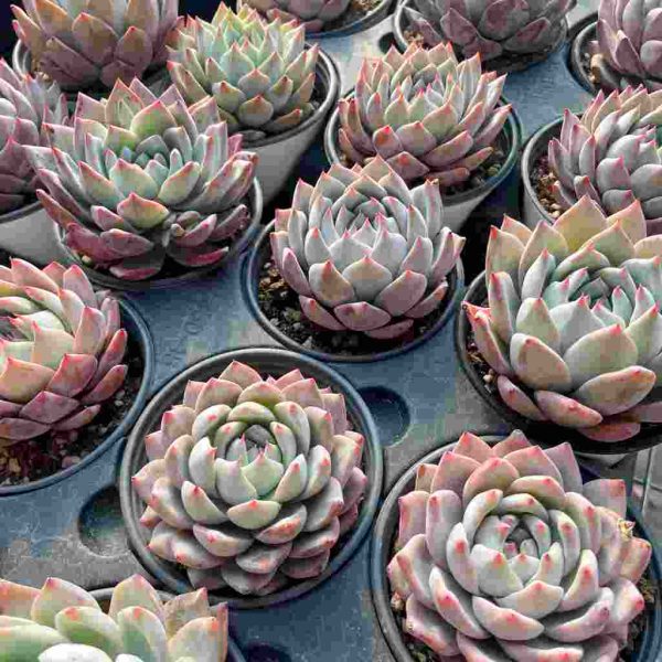 Echeveria Blue Bird - Image 4