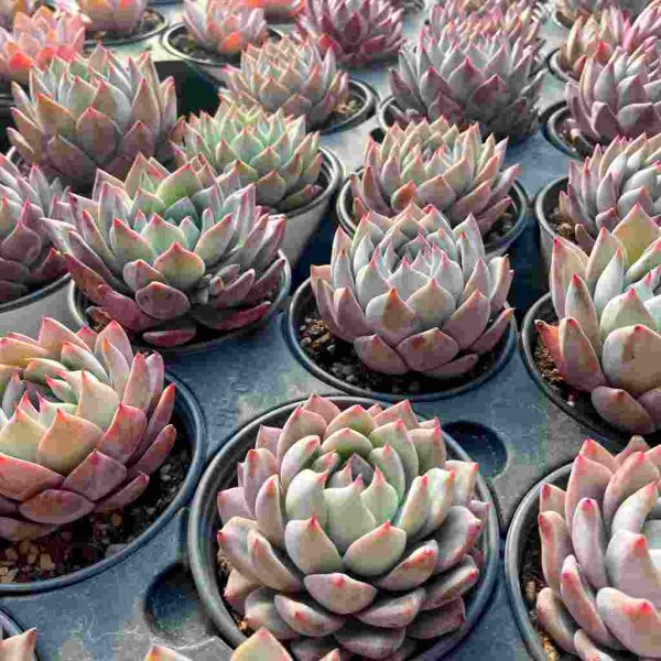 Echeveria Blue Bird - Image 5