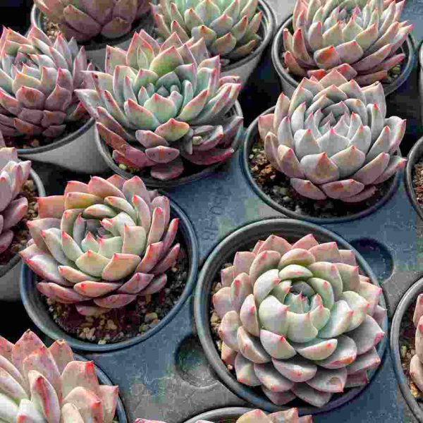 Echeveria Blue Bird - Image 6