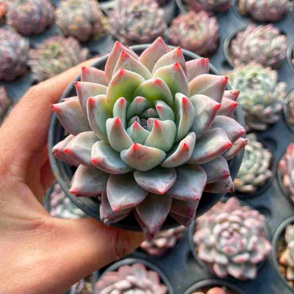 Echeveria Blue Bird - Image 3