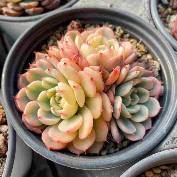 Echeveria Blue Minima Var. - Image 4