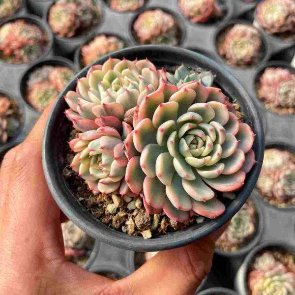 Echeveria Blue Minima Var. - Image 3