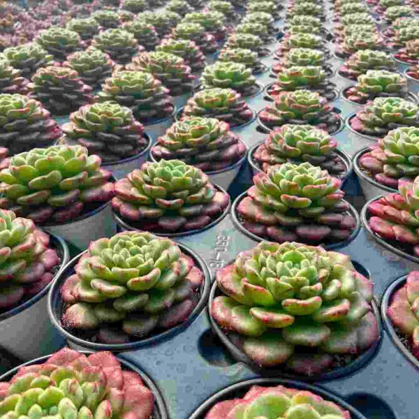 Echeveria Carol - Image 5