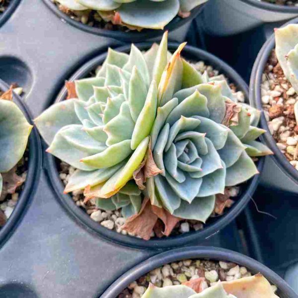 Echeveria Silver Queen Var. - Image 4