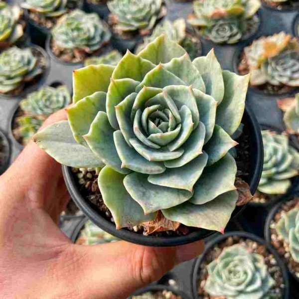 Echeveria Silver Queen Var. - Image 3