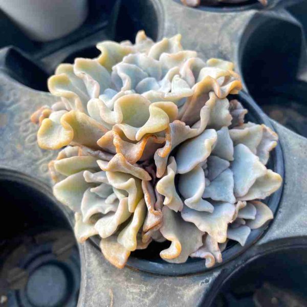 Echeveria 'Crispate Beauty' - Image 4