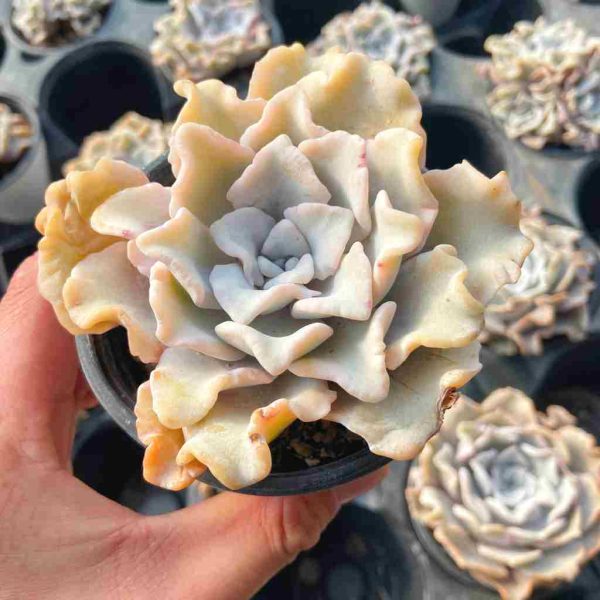 Echeveria 'Crispate Beauty' - Image 3