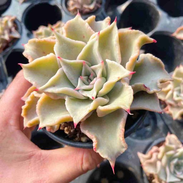 Echeveria Madiba - Image 3