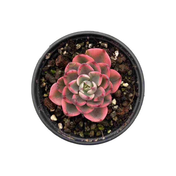 Echeveria Raindrops Var