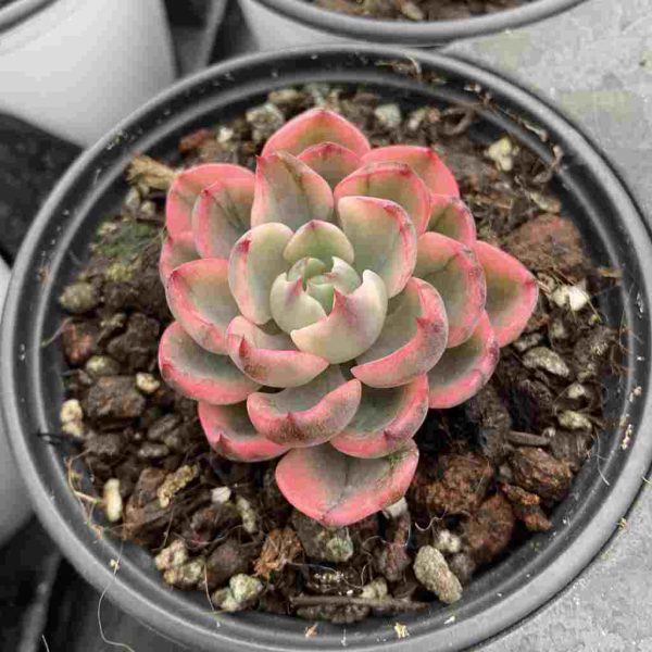 Echeveria Raindrops Var - Image 3