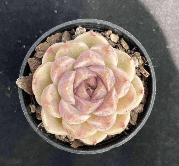 Echeveria Purple Rice