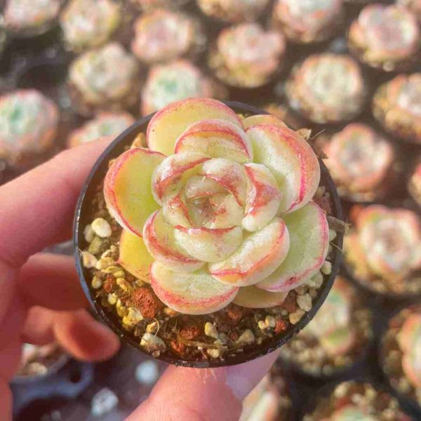 Echeveria Panghu - Image 3