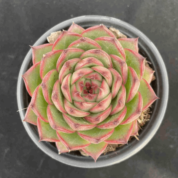 Echeveria Moon Stone - Image 2