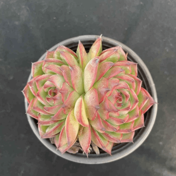 Echeveria Moon Stone - Image 3