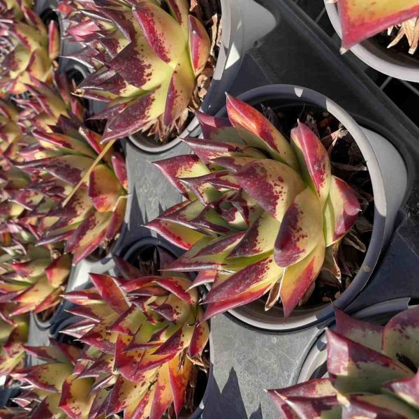 Echeveria Super Clon - Image 5