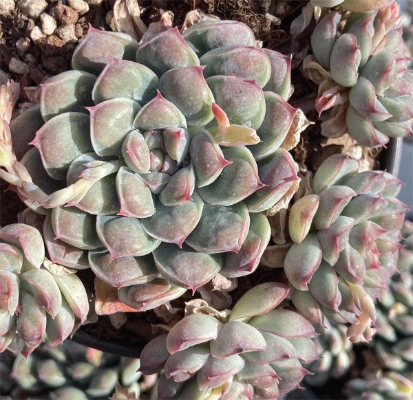 Echeveria Abli Water - Image 4