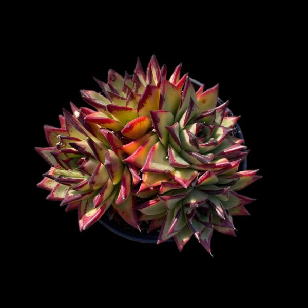 Echeveria Super Clon - Image 2