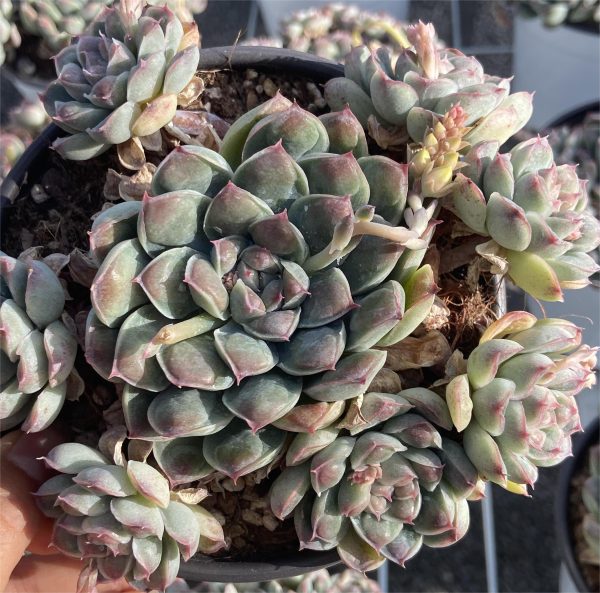 Echeveria Abli Water - Image 5