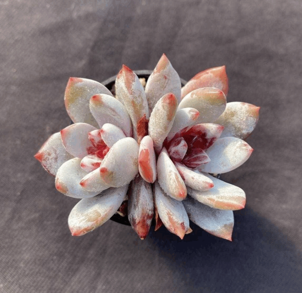 Echeveria Snow Angel - Image 3