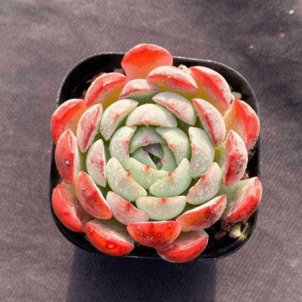 Echeveria Missing Snow