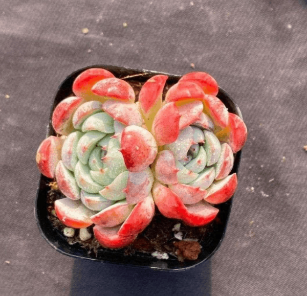 Echeveria Missing Snow - Image 3